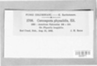 Cercospora physalidis image